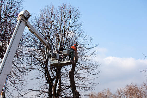 Best Commercial Tree Removal  in USA